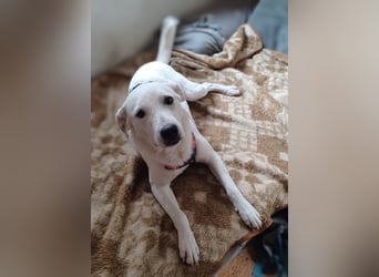 Edo, a.d.Tierschutz, sucht liebes Happy-Home