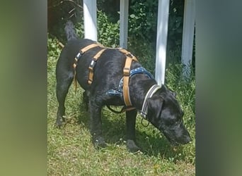 Amber a.d.Tierschutz, sucht Happy-Home