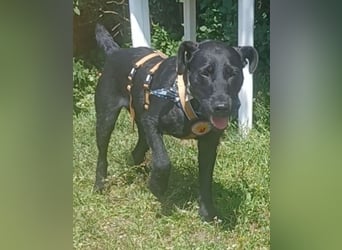 Amber a.d.Tierschutz, sucht Happy-Home