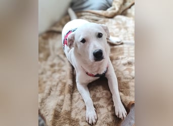 Edo, a.d.Tierschutz, sucht liebes Happy-Home