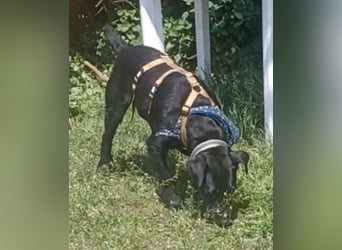 Amber a.d.Tierschutz, sucht Happy-Home