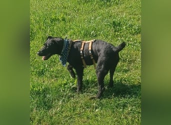 Amber a.d.Tierschutz, sucht Happy-Home