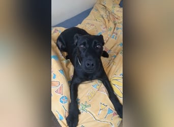 Amber a.d.Tierschutz, sucht Happy-Home