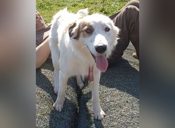 Vale, a.d.Tierschutz, sucht Happy-Home