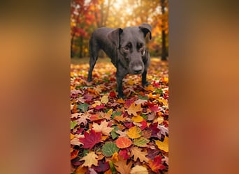 Amber a.d.Tierschutz, sucht Happy-Home