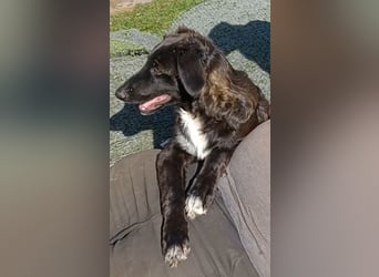 Camus, a.d.Tierschutz, sucht liebes Für-immer-Zuhause