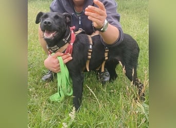 Amber a.d.Tierschutz, sucht Happy-Home
