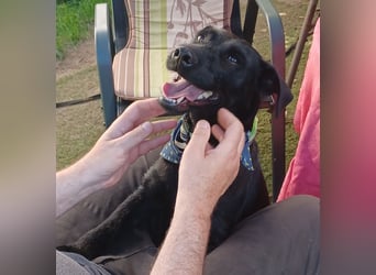 Amber a.d.Tierschutz, sucht Happy-Home