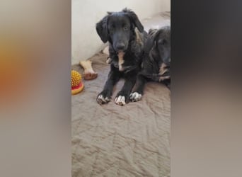 Camus, a.d.Tierschutz, sucht liebes Für-immer-Zuhause