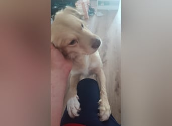Balu sucht liebes dauerhaftes Zuhause