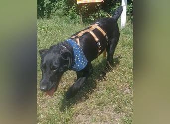 Amber a.d.Tierschutz, sucht Happy-Home
