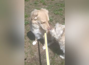 Balu sucht liebes dauerhaftes Zuhause