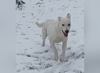 Edo, a.d.Tierschutz, sucht liebes Happy-Home