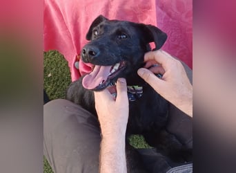 Amber a.d.Tierschutz, sucht Happy-Home