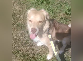 Balu sucht liebes dauerhaftes Zuhause