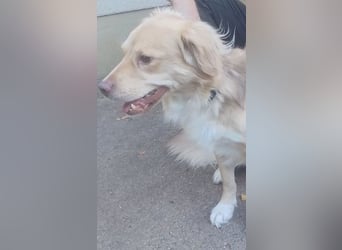 Balu sucht liebes dauerhaftes Zuhause