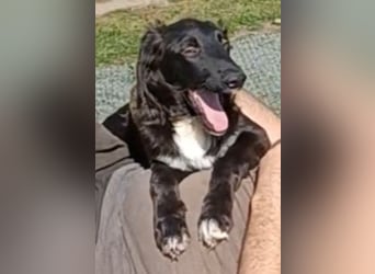 Camus, a.d.Tierschutz, sucht liebes Für-immer-Zuhause