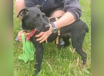 Amber a.d.Tierschutz, sucht Happy-Home
