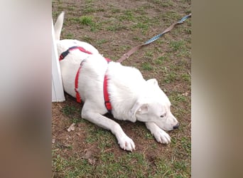 Edo, a.d.Tierschutz, sucht liebes Happy-Home