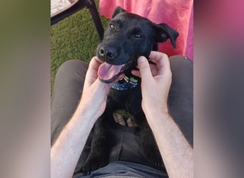 Amber a.d.Tierschutz, sucht Happy-Home