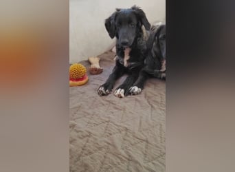 Camus, a.d.Tierschutz, sucht liebes Für-immer-Zuhause