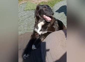 Camus, a.d.Tierschutz, sucht liebes Für-immer-Zuhause
