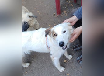Vale, a.d.Tierschutz, sucht Happy-Home