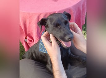 Amber a.d.Tierschutz, sucht Happy-Home