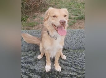 Balu sucht liebes dauerhaftes Zuhause