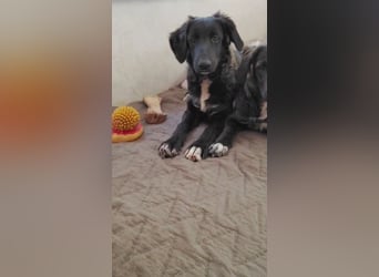 Camus, a.d.Tierschutz, sucht liebes Für-immer-Zuhause