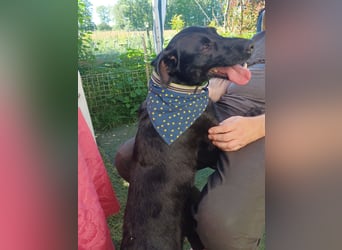 Amber a.d.Tierschutz, sucht Happy-Home
