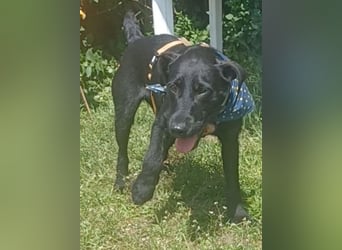 Amber a.d.Tierschutz, sucht Happy-Home