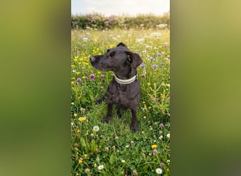 Amber a.d.Tierschutz, sucht Happy-Home