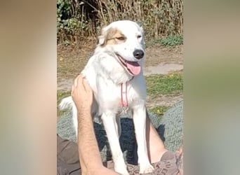 Vale, a.d.Tierschutz, sucht Happy-Home