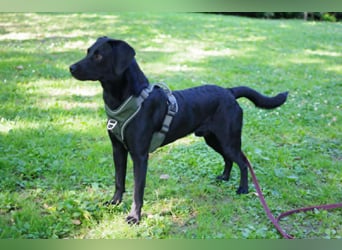Henri in Hamburg sucht sein Für-immer-Zuhause