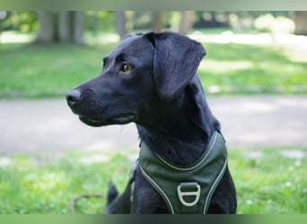 Henri in Hamburg sucht sein Für-immer-Zuhause
