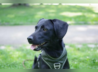 Henri in Hamburg sucht sein Für-immer-Zuhause