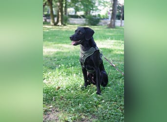 Henri in Hamburg sucht sein Für-immer-Zuhause