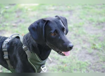 Henri in Hamburg sucht sein Für-immer-Zuhause