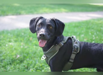 Henri in Hamburg sucht sein Für-immer-Zuhause