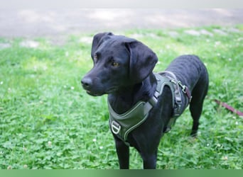 Henri in Hamburg sucht sein Für-immer-Zuhause