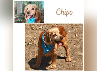 Chipo