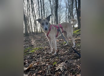 PALOMA wartet in 41379 Brüggen PALOMA wartet in 41379 Brüggen