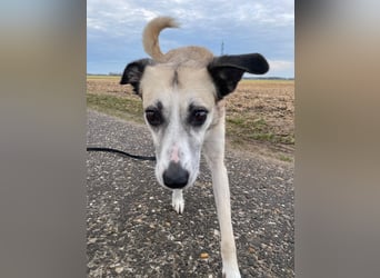 PALOMA wartet in 41379 Brüggen PALOMA wartet in 41379 Brüggen