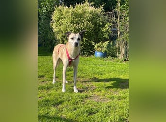 PALOMA wartet in 41379 Brüggen PALOMA wartet in 41379 Brüggen