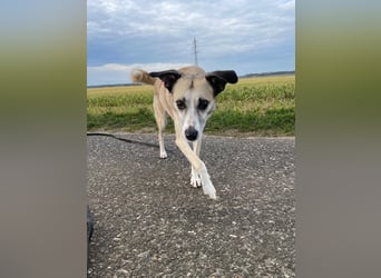 PALOMA wartet in 41379 Brüggen PALOMA wartet in 41379 Brüggen