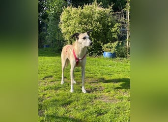 PALOMA wartet in 41379 Brüggen PALOMA wartet in 41379 Brüggen