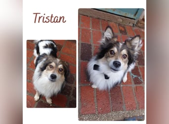 Tristan