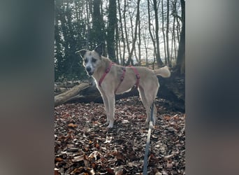 PALOMA wartet in 41379 Brüggen PALOMA wartet in 41379 Brüggen