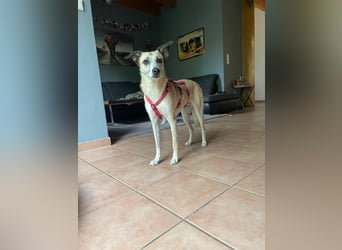 PALOMA wartet in 41379 Brüggen PALOMA wartet in 41379 Brüggen